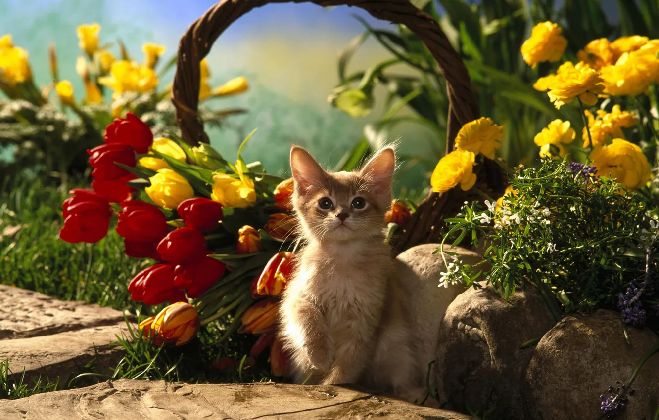Photo wallpaper cat, cat, flowers, basket, tulips, kitty, cat