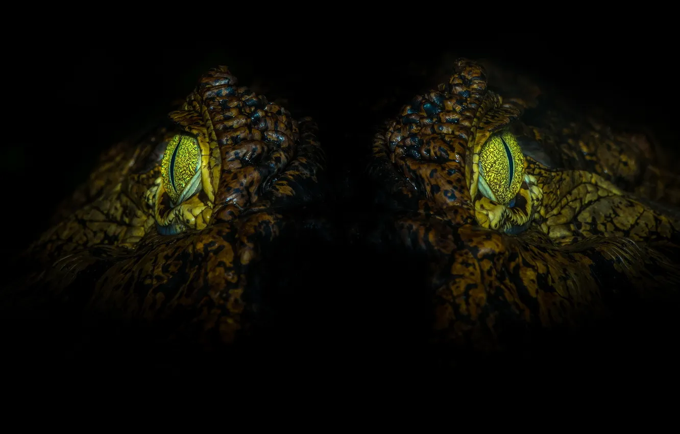 Photo wallpaper eyes, nature, crocodile