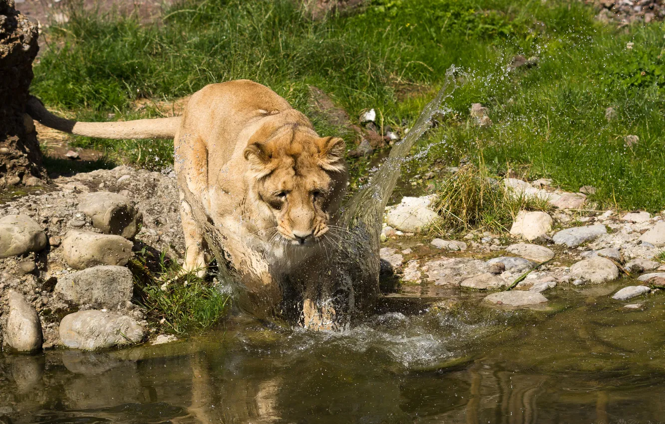 Photo wallpaper cat, grass, squirt, stones, bathing, lioness, pond