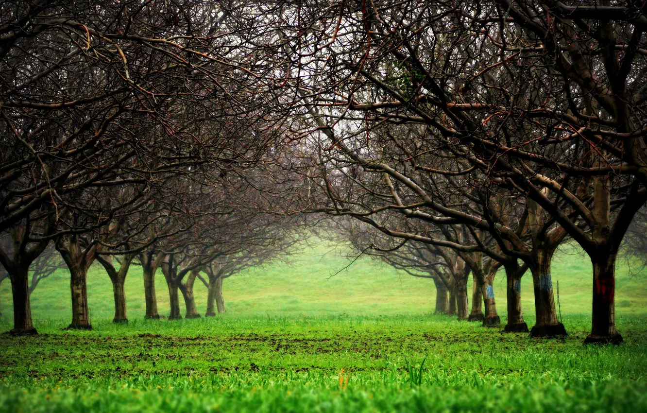 Photo wallpaper greens, grass, trees, nature, Park, photo, alley, beautiful pictures for your desktop