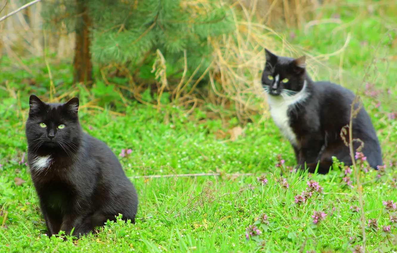 Photo wallpaper black, cat, two, meadow