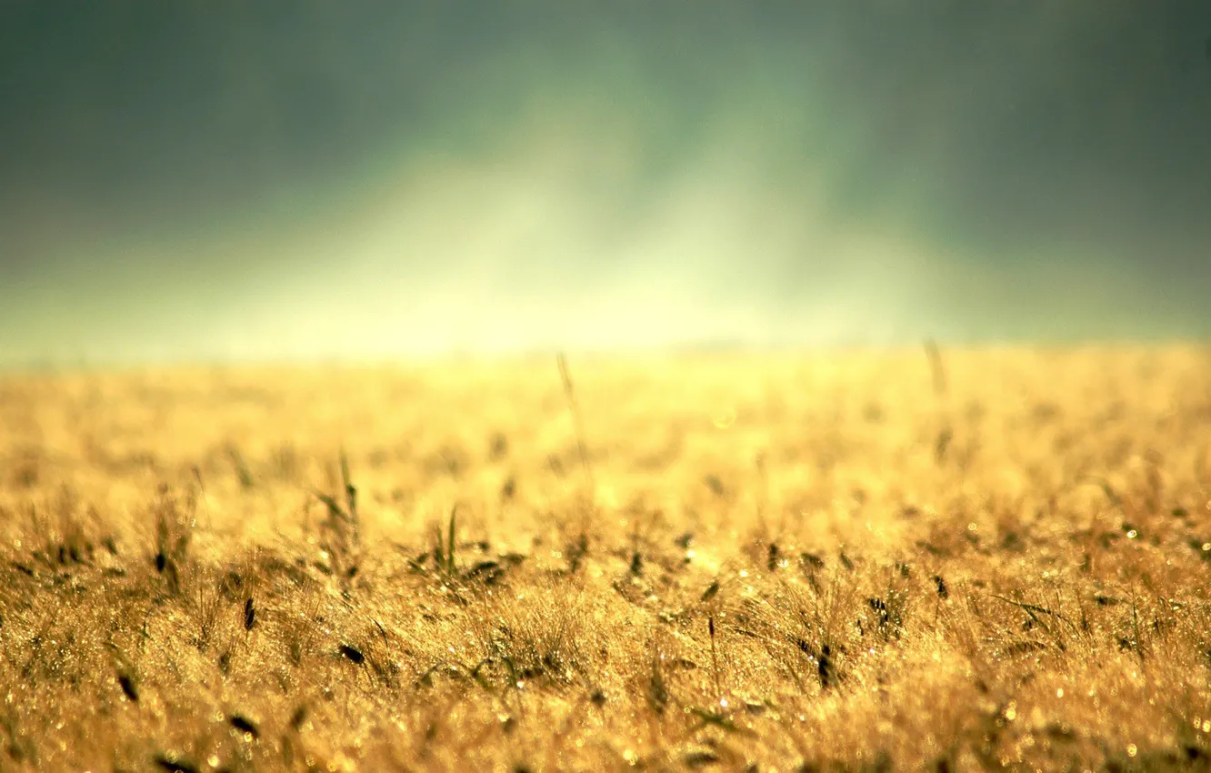 Photo wallpaper yellow grass, colossus, gold, desktop, earth