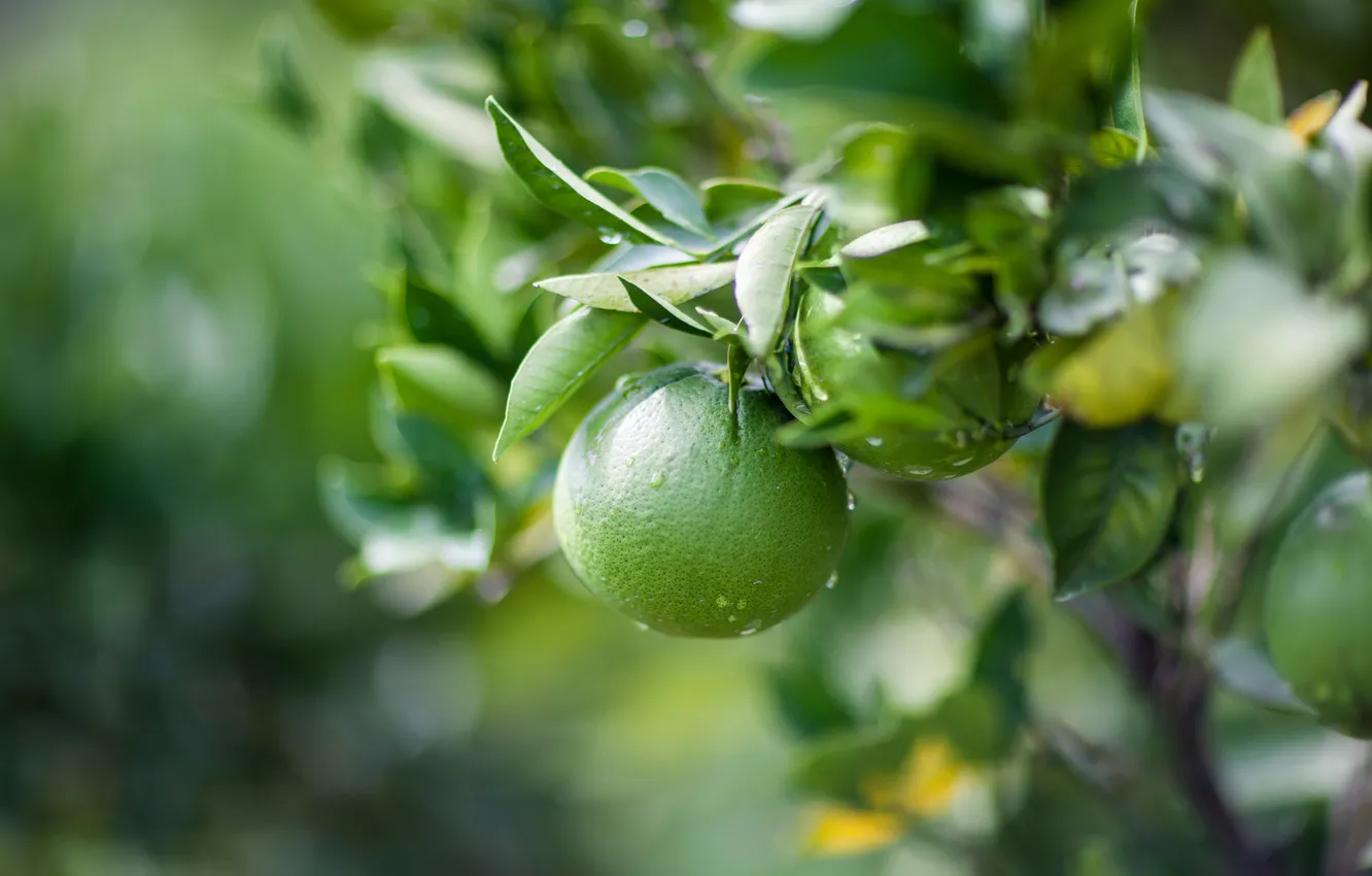 Photo wallpaper green, fruit, plant