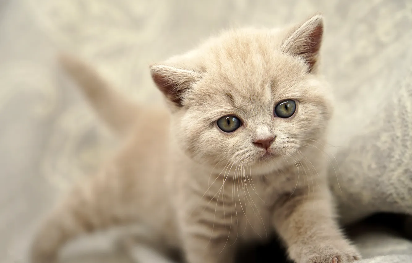 Photo wallpaper cat, look, pose, grey, legs, baby, kitty, face