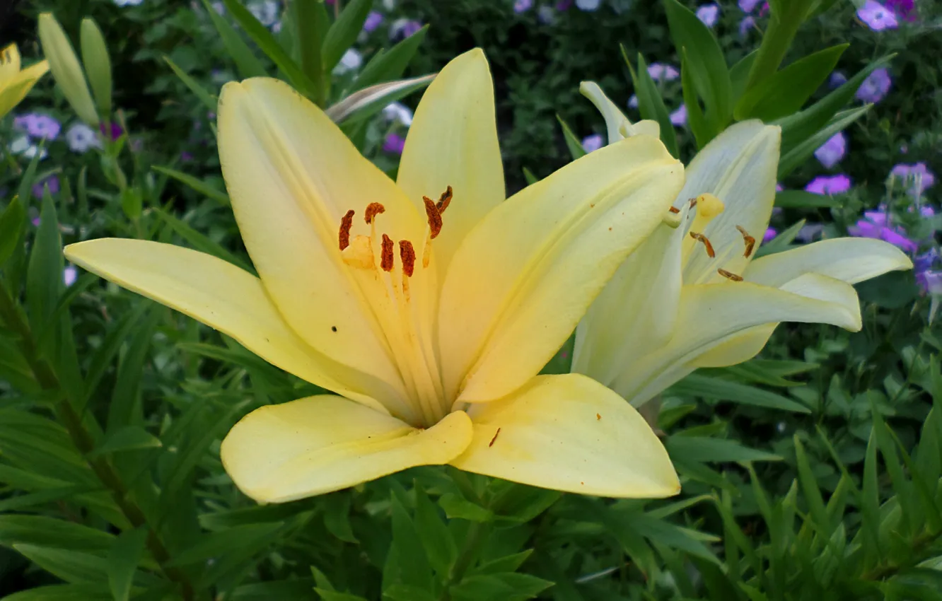 Photo wallpaper summer, Lily, July