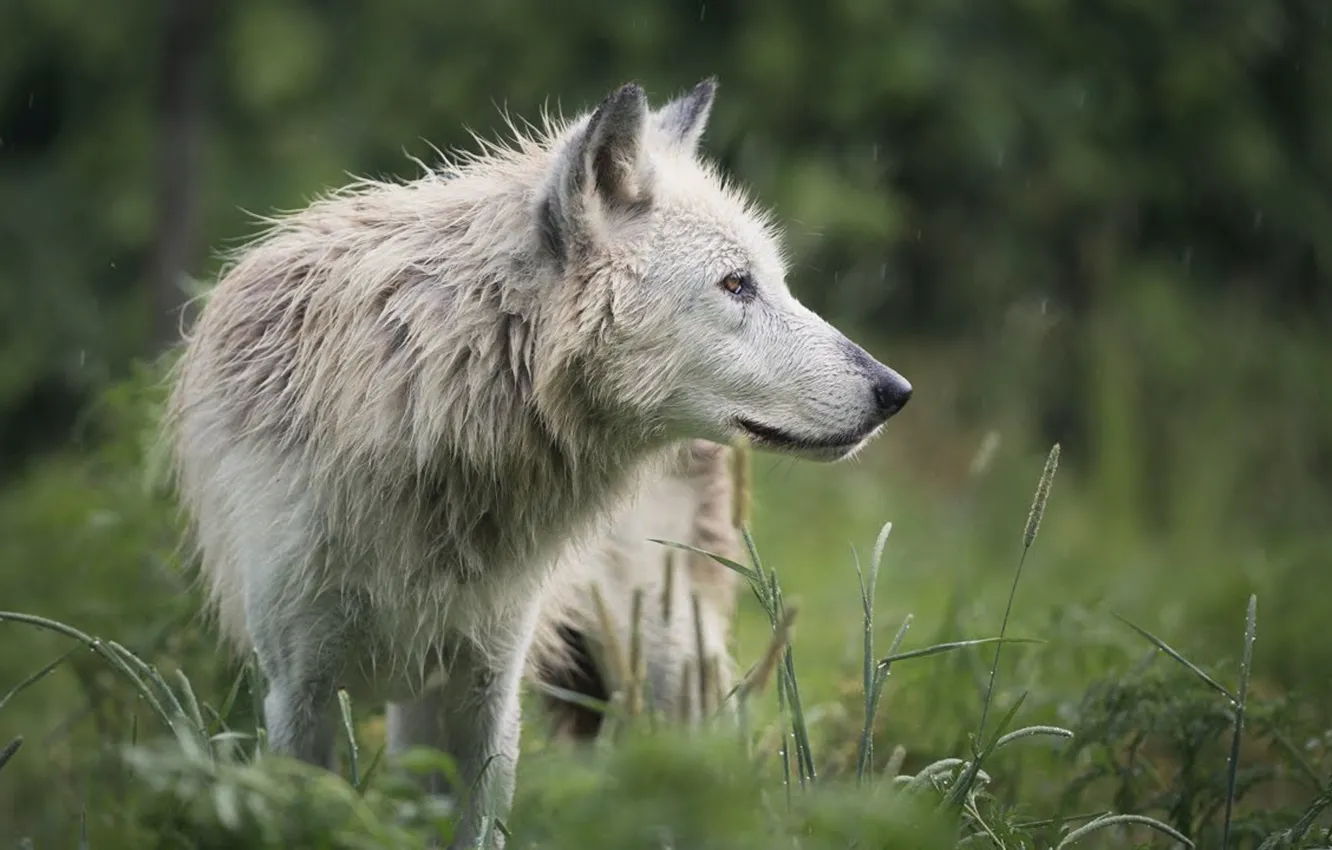 Photo wallpaper Predator, nature, animal, wolf, wildlife, portrait, portrait., Canis lupus. face
