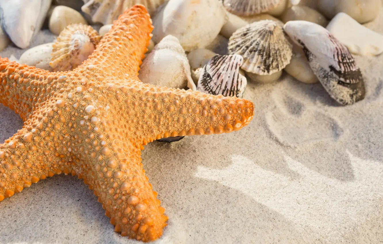 Photo wallpaper sand, beach, summer, star, shell, summer, beach, sea