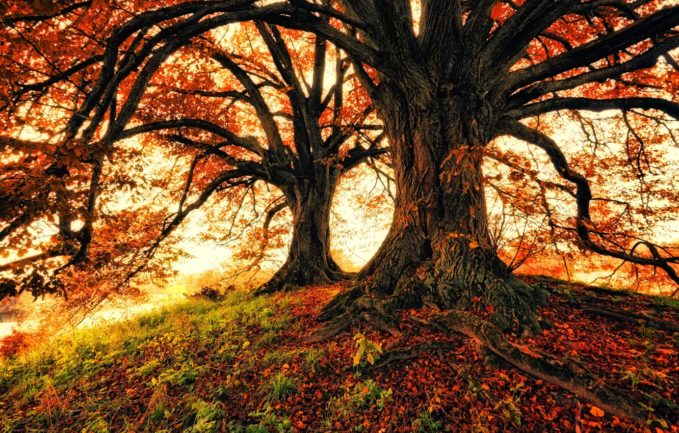 Photo wallpaper autumn, trees, nature, foliage