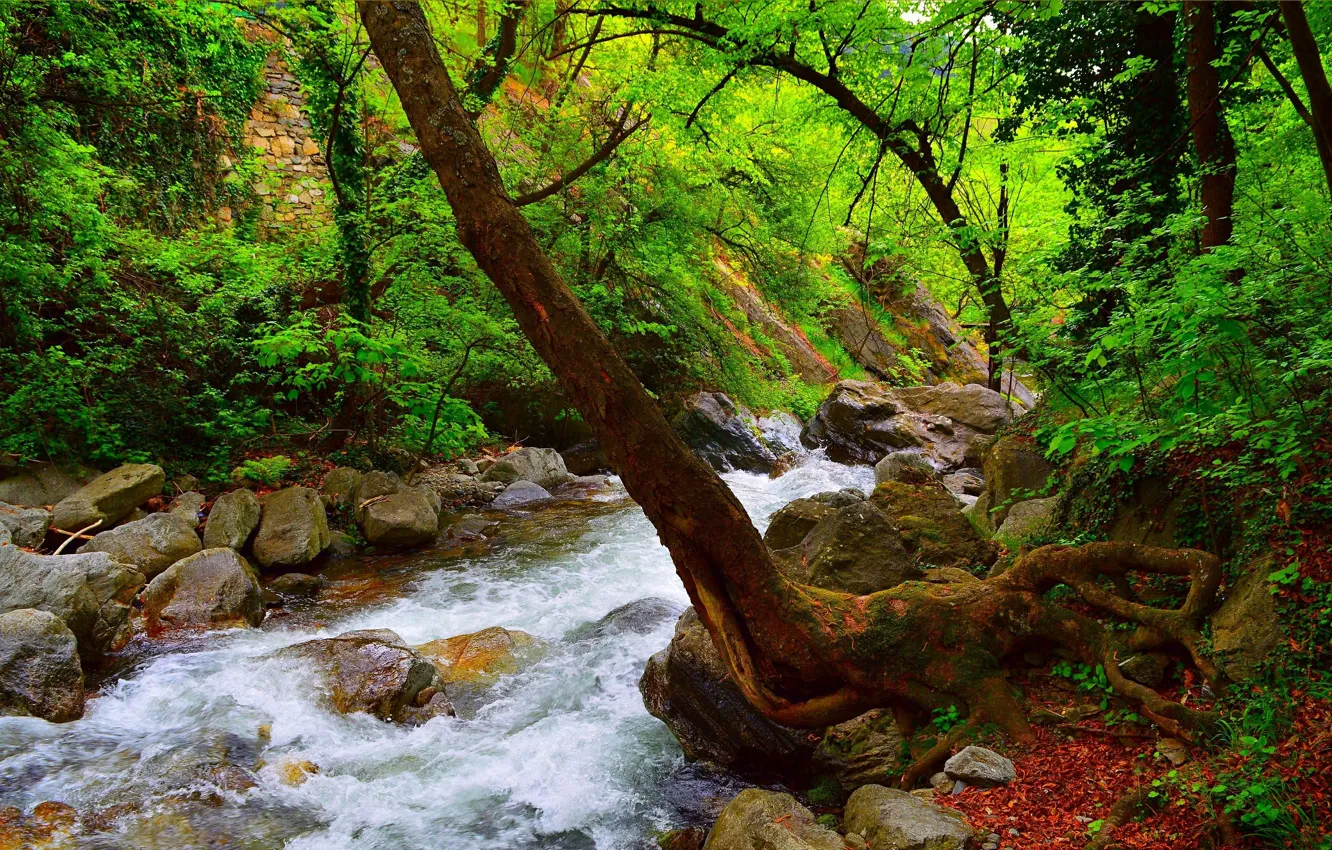 Photo wallpaper Stream, Spring, Forest, Stones, River, Spring, River, Forest