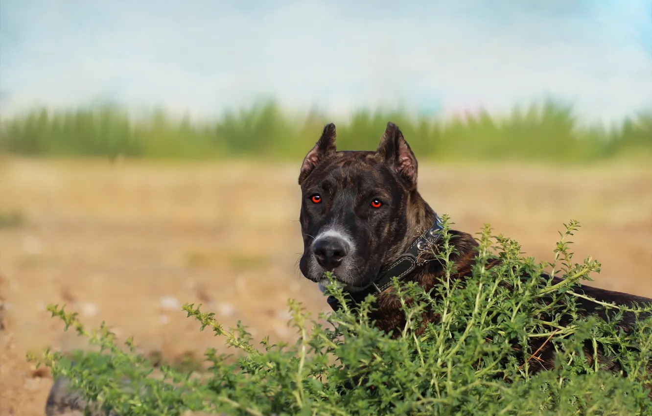 Photo wallpaper background, each, dog, pit bull