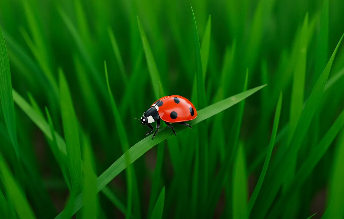 Photo wallpaper summer, grass, ladybug