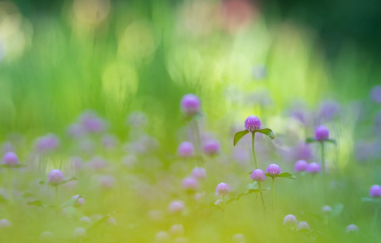 Photo wallpaper flowers, glade, clover, bokeh