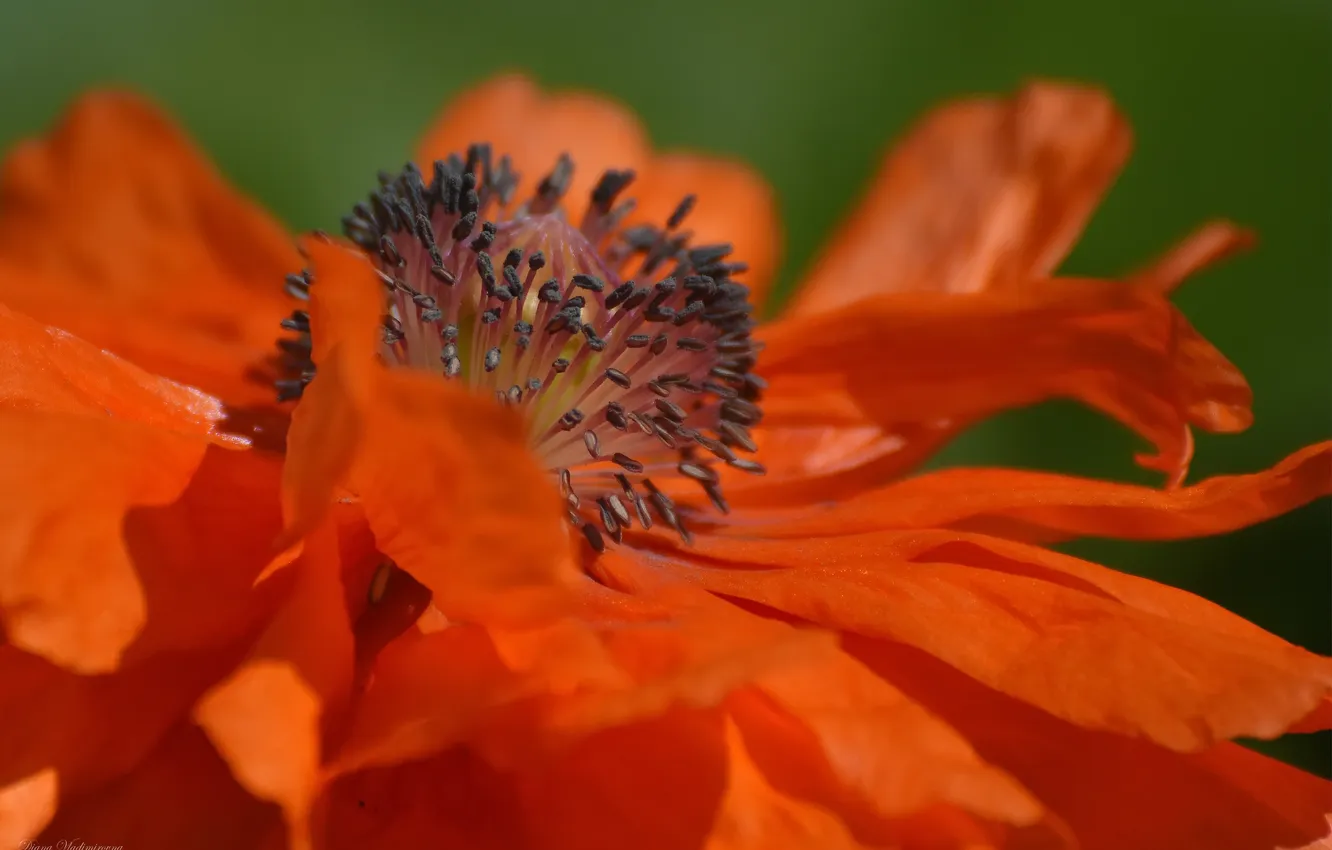 Photo wallpaper macro, flowers, nature, Mac