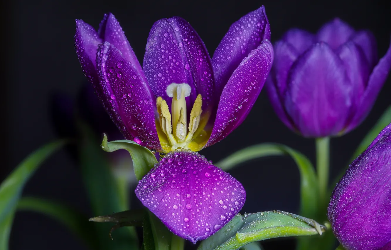 Photo wallpaper purple, drops, macro, flowers, the dark background, petals, stamens, tulips