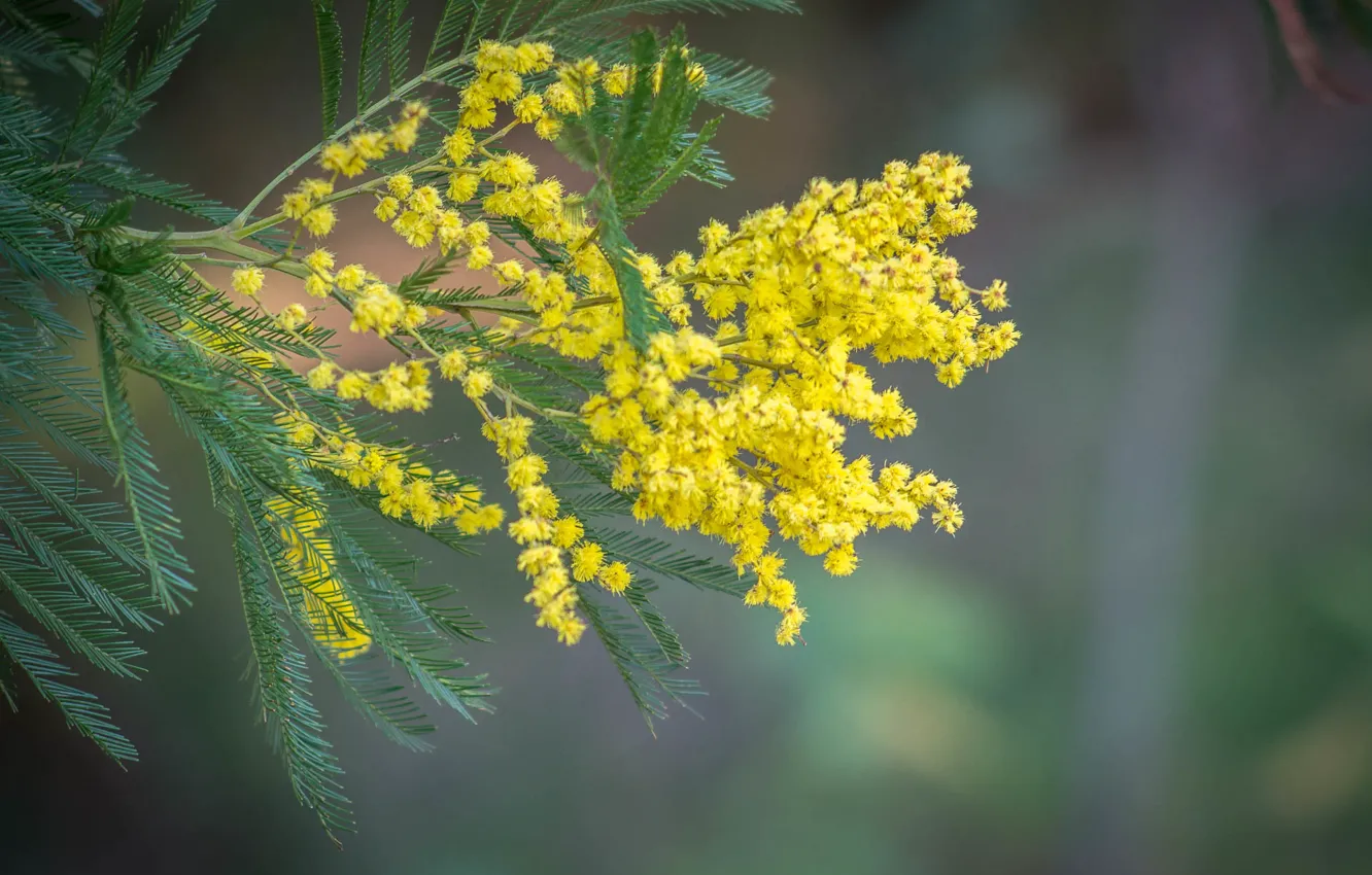 Photo wallpaper leaves, nature, branch, Mimosa