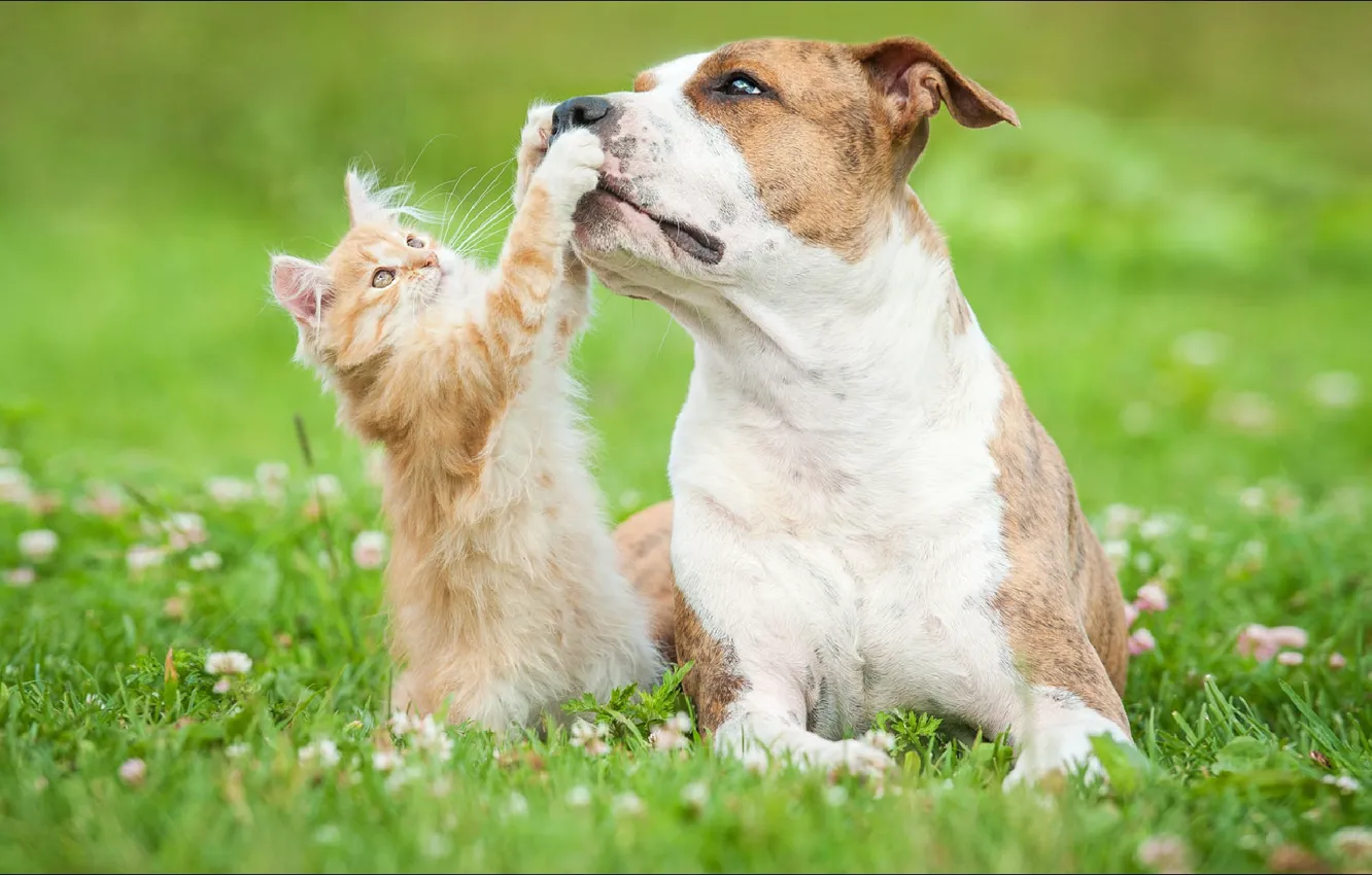 Photo wallpaper game, cat, dog, two, animal, friendship