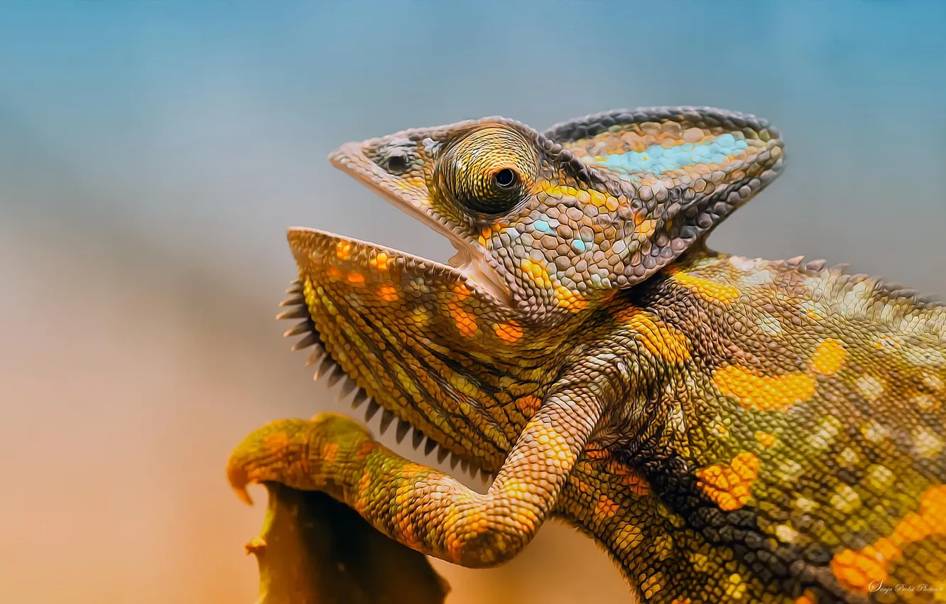 Photo wallpaper chameleon, animal, head, lizard