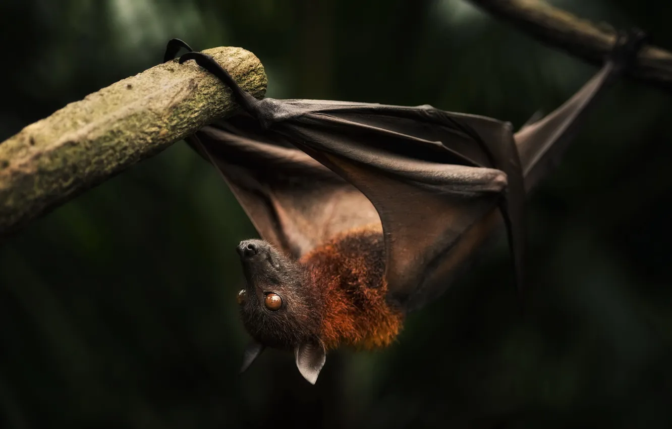 Photo wallpaper nature, background, bat