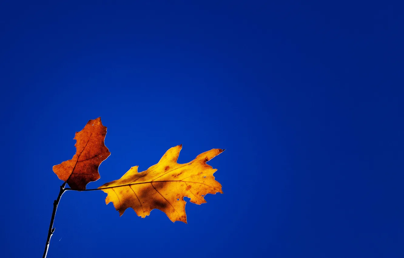 Photo wallpaper autumn, the sky, leaves, nature, branch