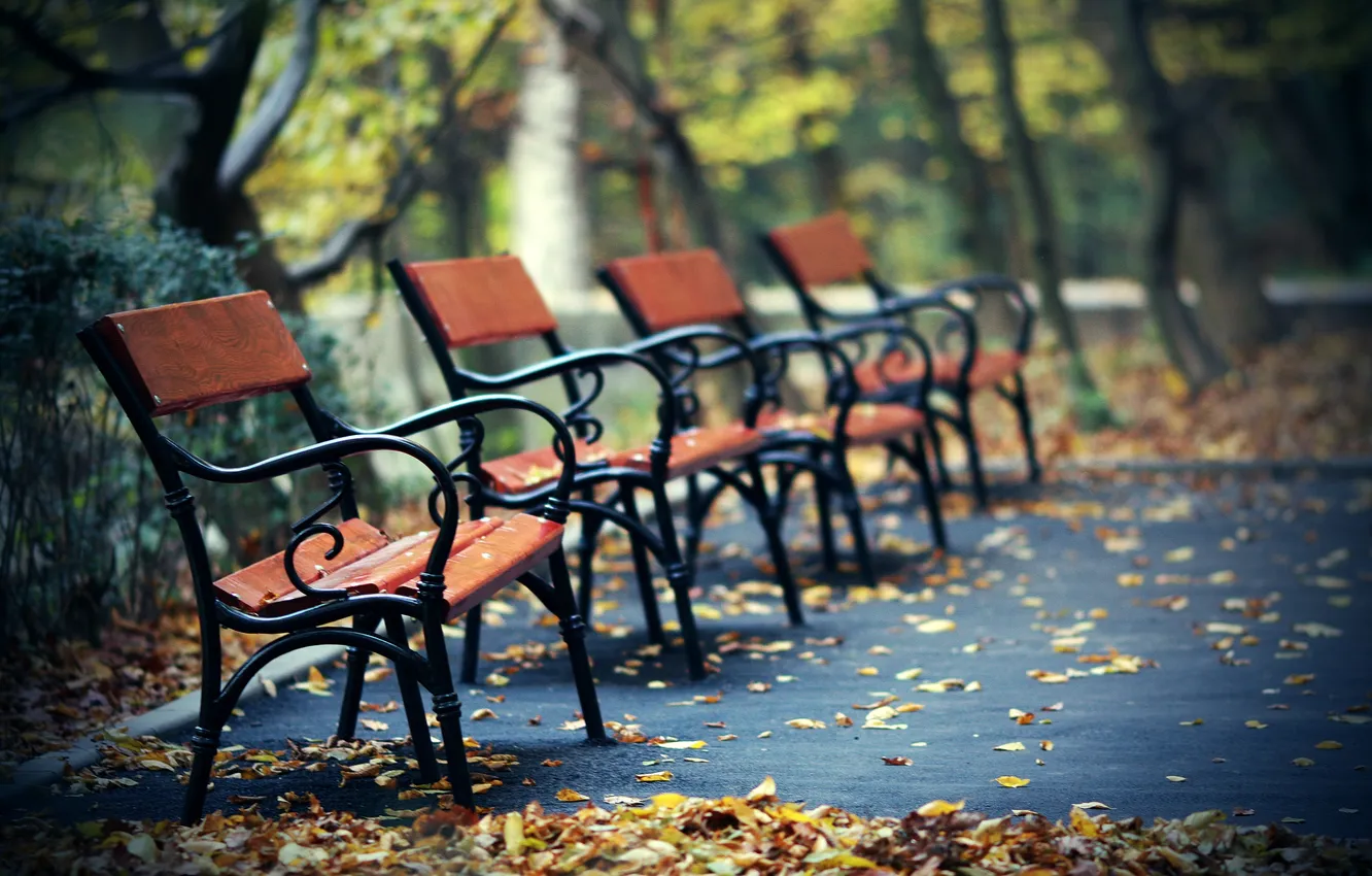 Photo wallpaper leaves, Park, track, shop