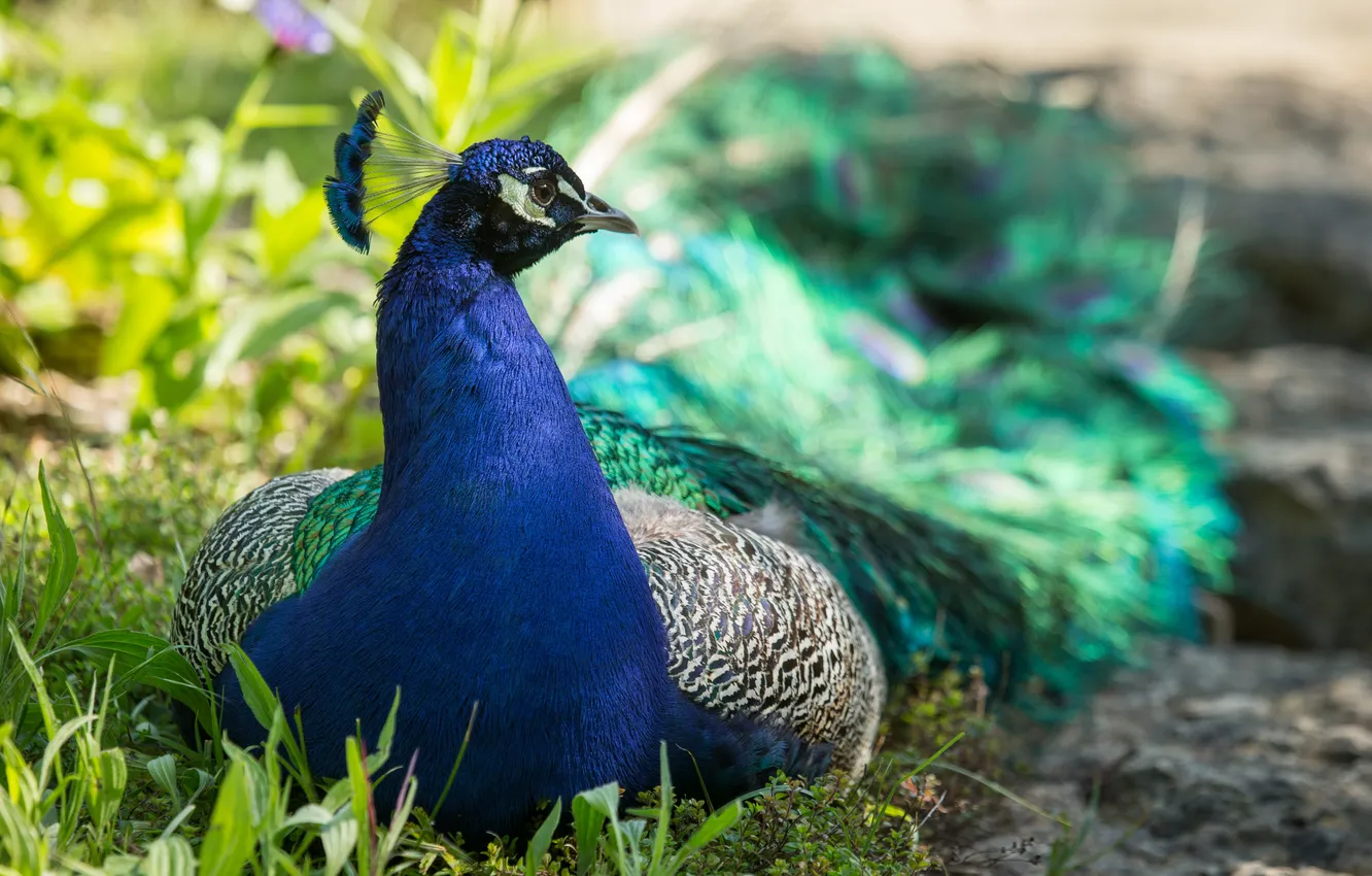 Photo wallpaper grass, bird, profile, peacock