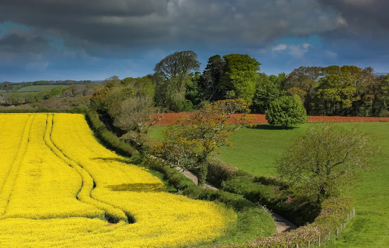 Photo wallpaper road, field, grass, trees, flowers