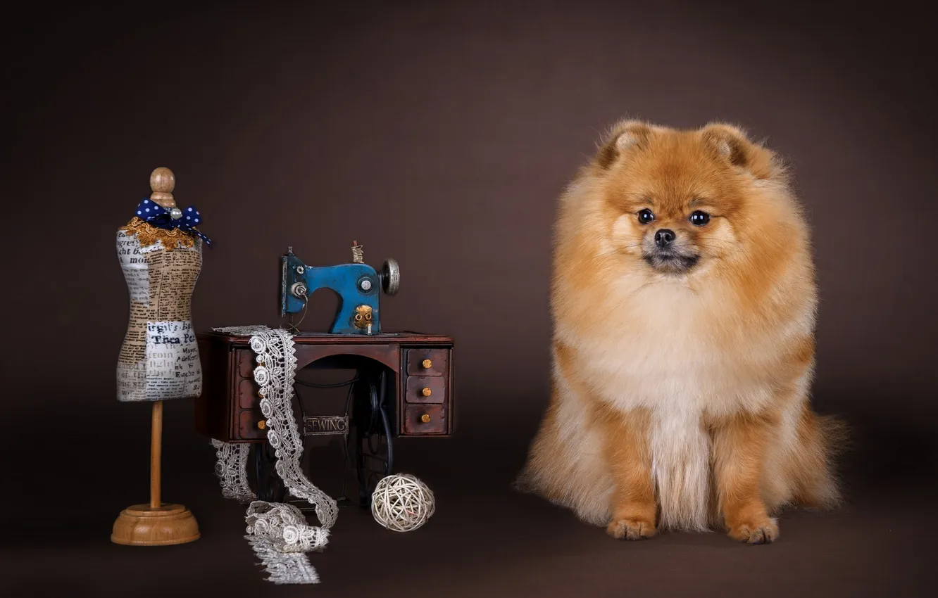 Photo wallpaper dummy, dog, sewing machine