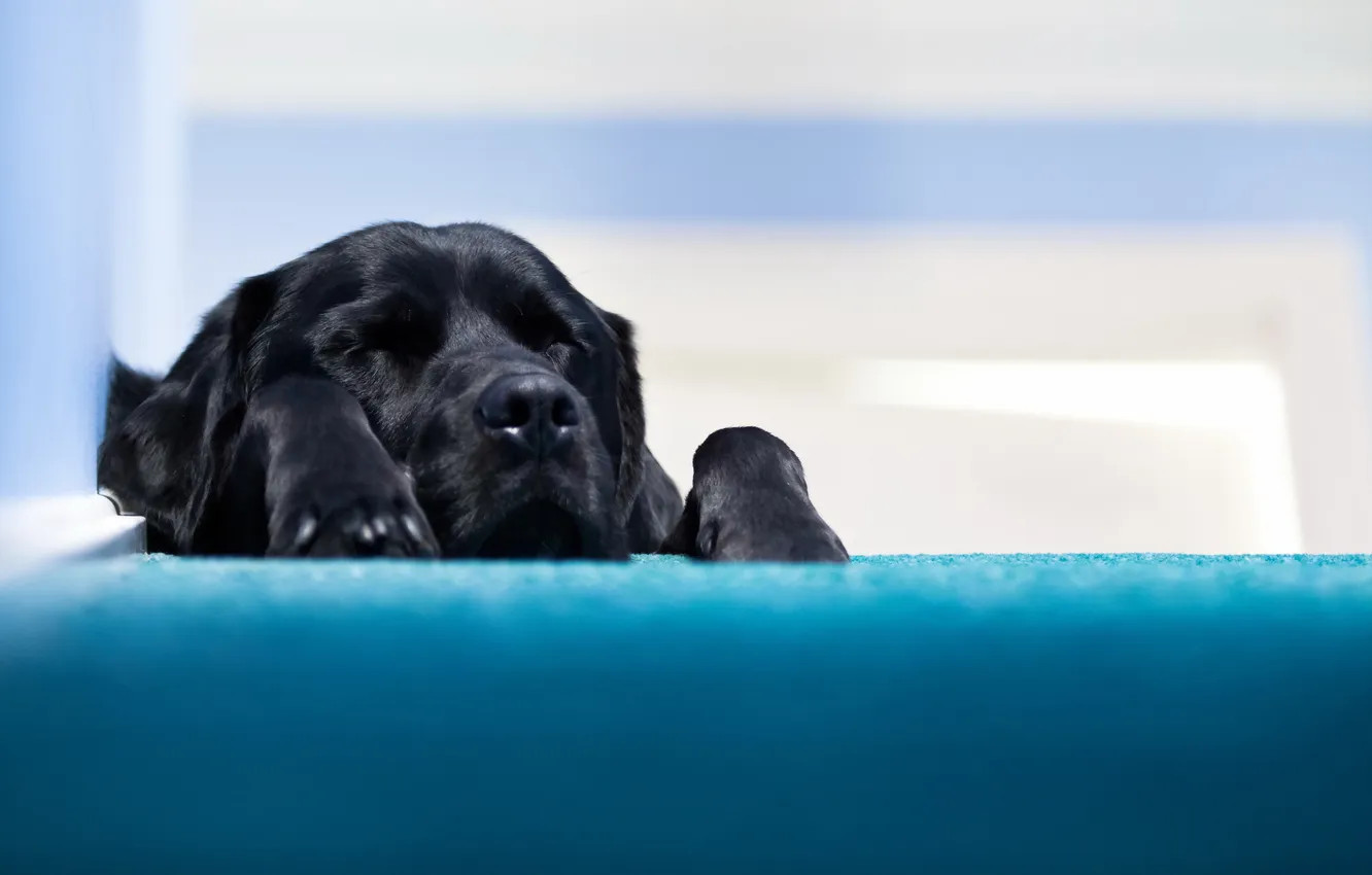 Photo wallpaper comfort, home, dog