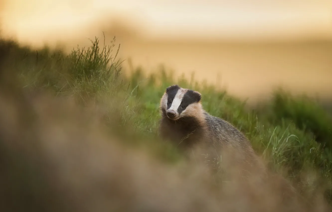 Photo wallpaper grass, look, face, walk, bokeh, badger