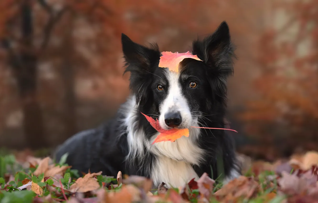 Photo wallpaper autumn, look, leaves, dog, The border collie