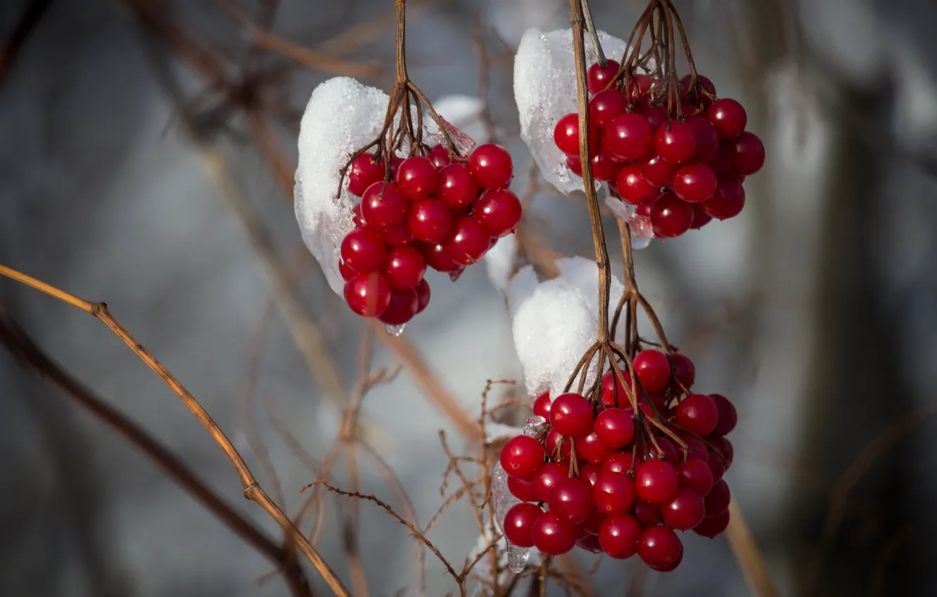Photo wallpaper winter, snow, branches, red, berries, fruit, bunches, Kalina