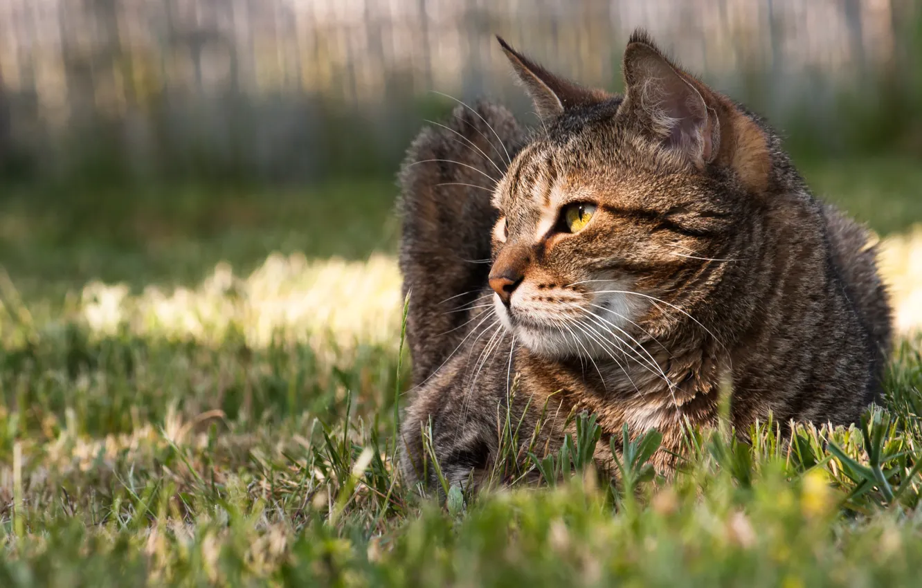 Photo wallpaper cat, grass, cat