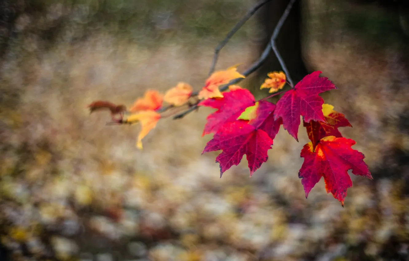 Photo wallpaper autumn, leaves, nature