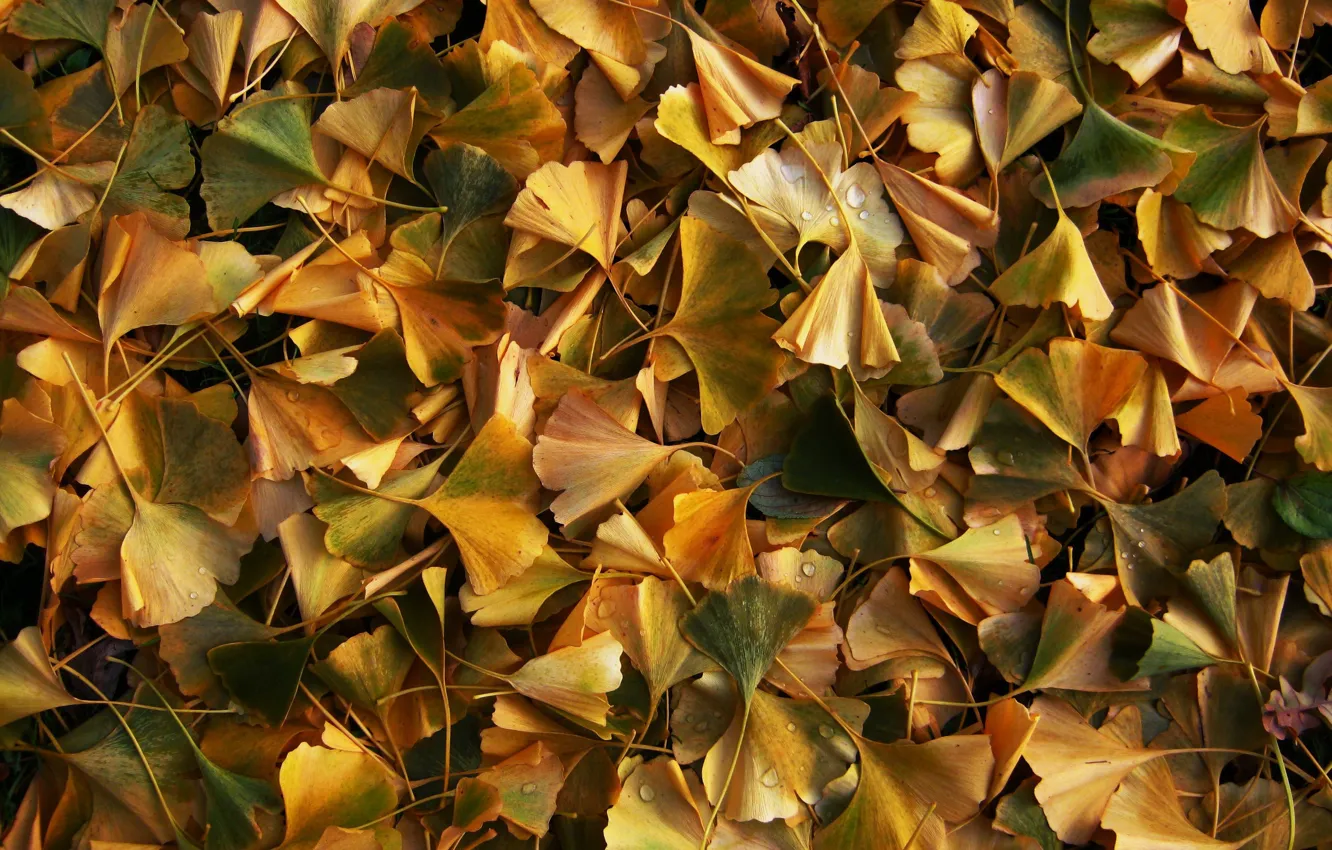 Photo wallpaper autumn, leaves, nature