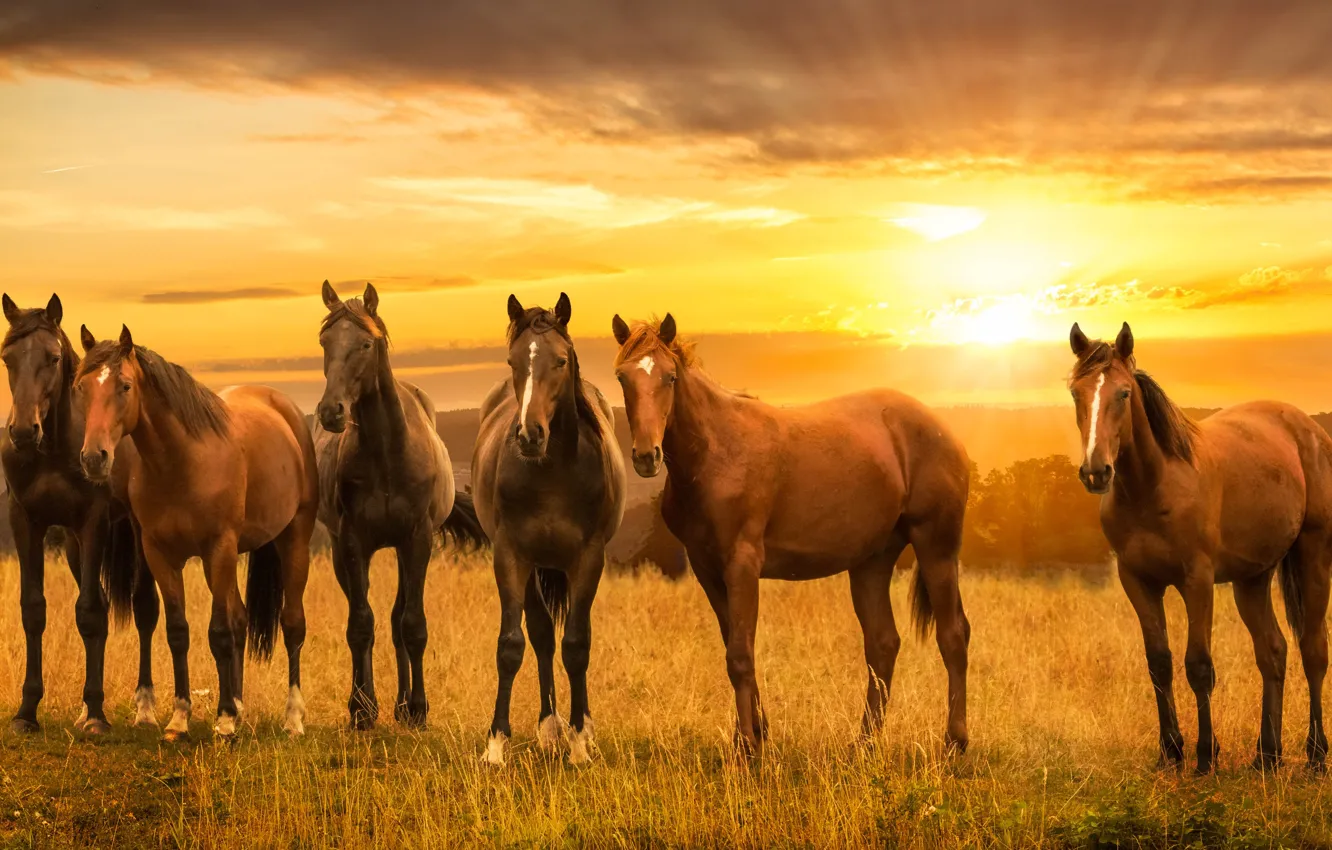 Photo wallpaper sunset, horses, horse, meadow