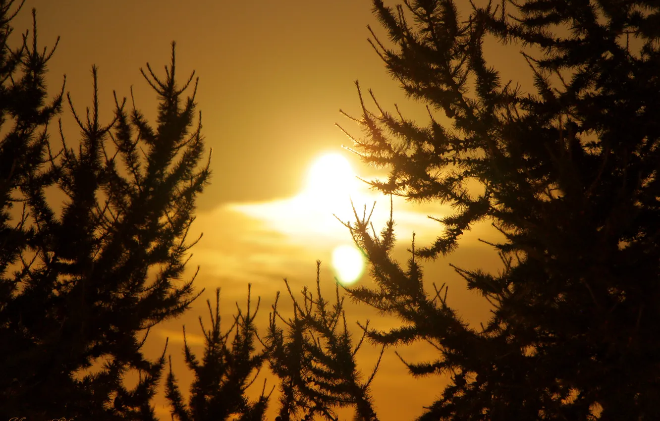 Photo wallpaper light, trees, night, the moon, larch