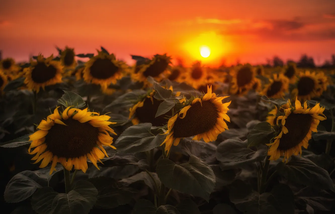 Photo wallpaper summer, sunflowers, sunset
