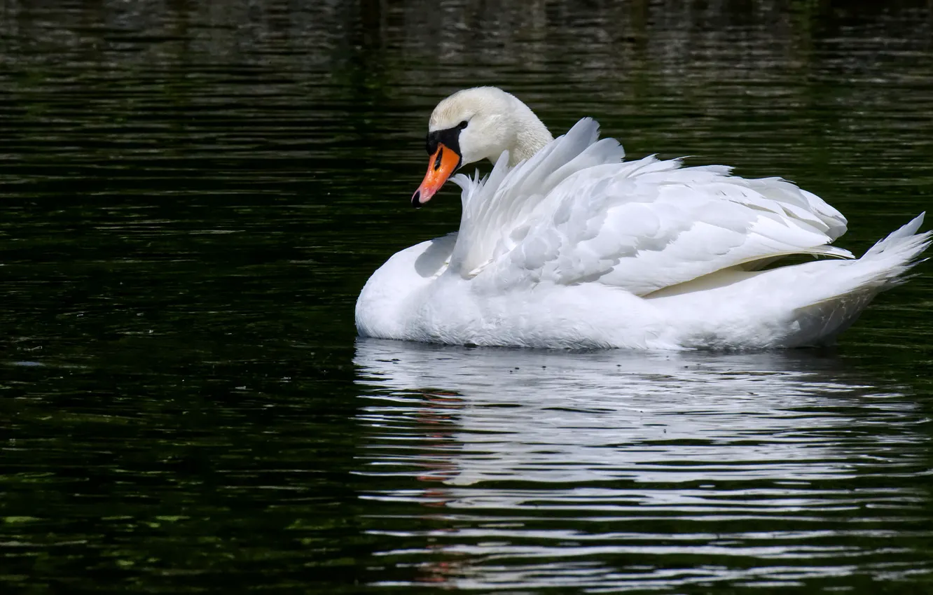 Photo wallpaper white, the dark background, bird, swans, pond, swimming, handsome