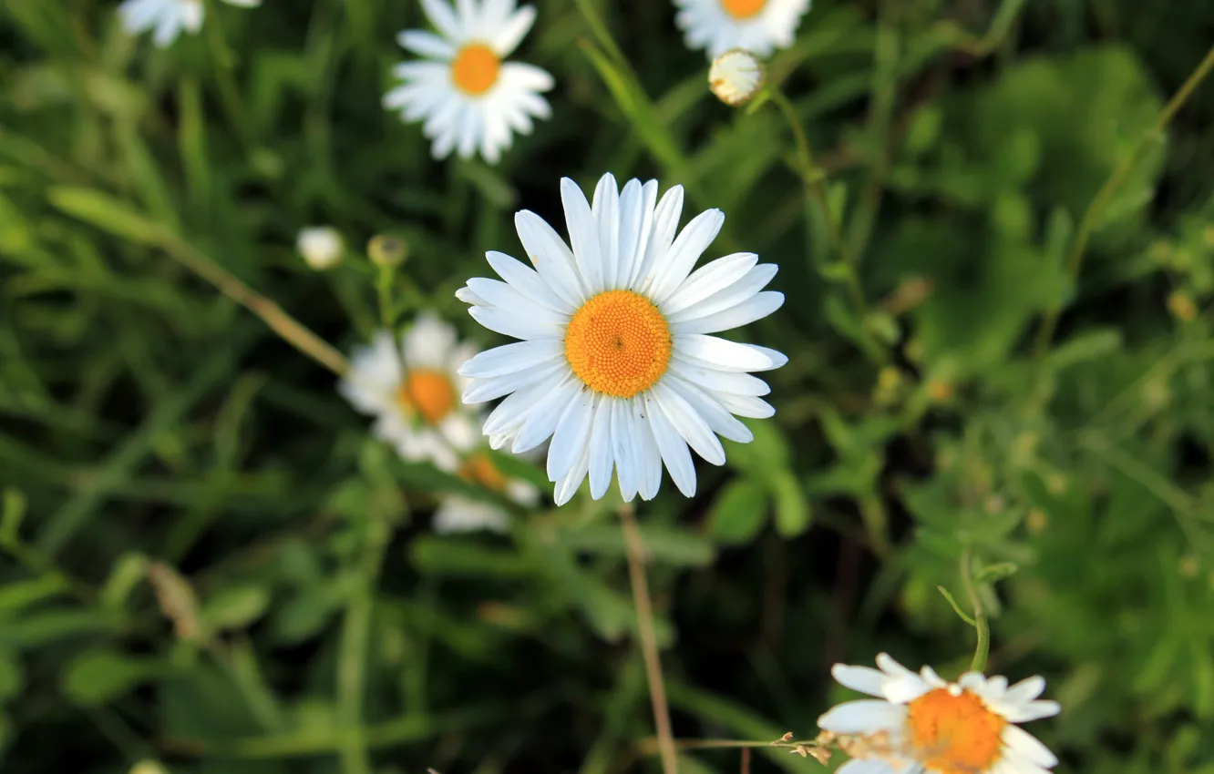 Photo wallpaper white, yellow, chamomile, divination