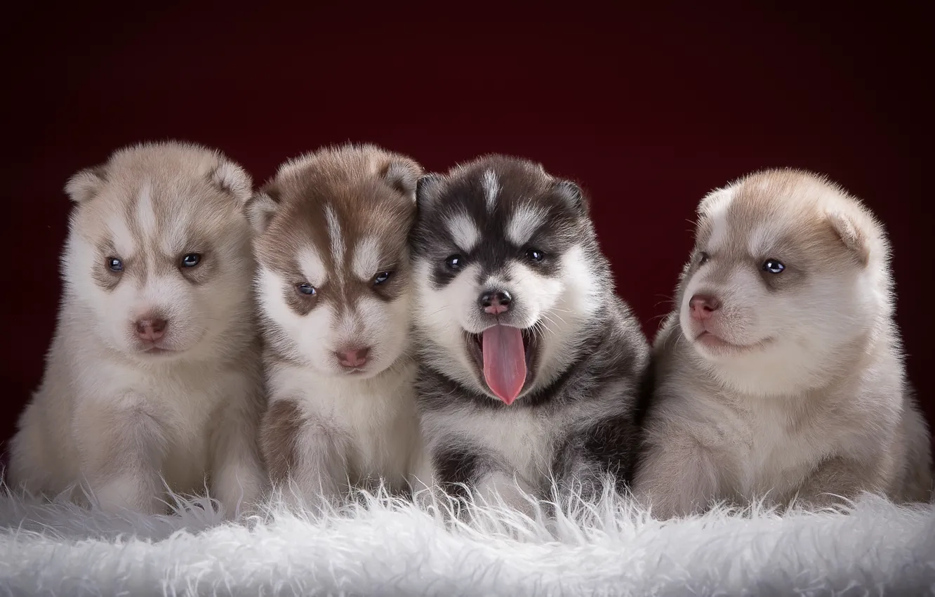 Photo wallpaper baby, puppy, husky, Quartet