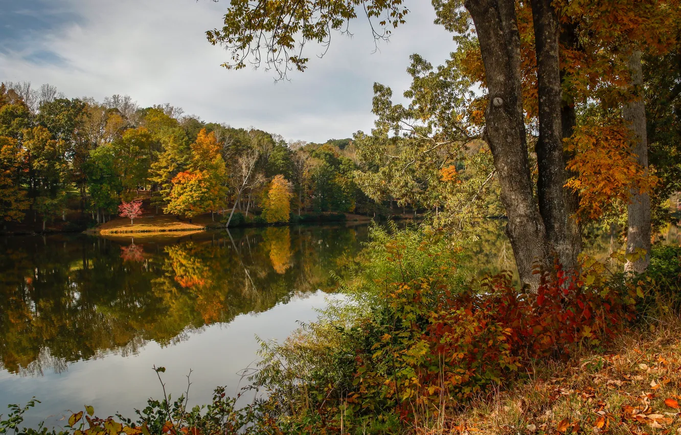 Photo wallpaper autumn, forest, leaves, trees, lake, yellow, USA, Virginia