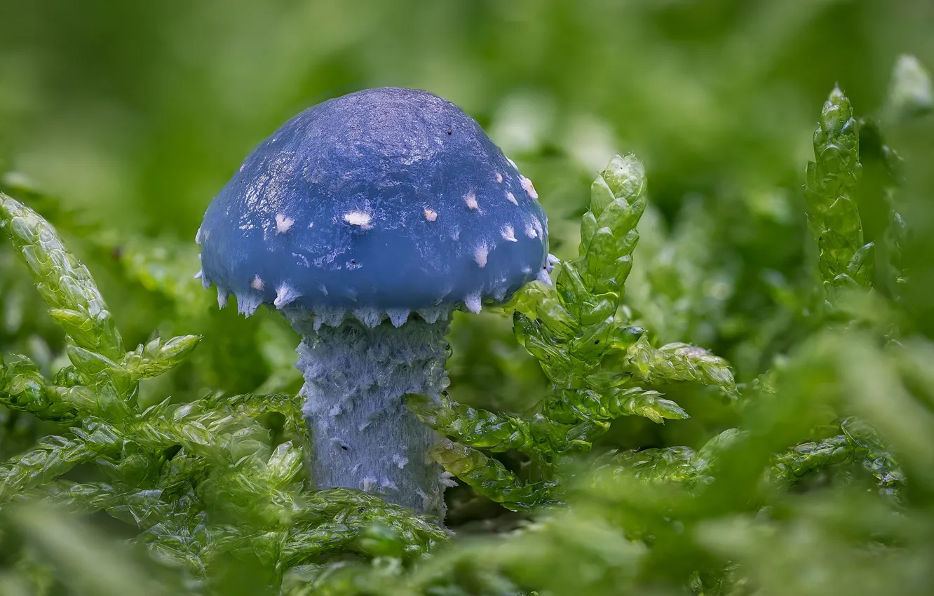 Photo wallpaper macro, mushroom, moss, Stropharia blue-green