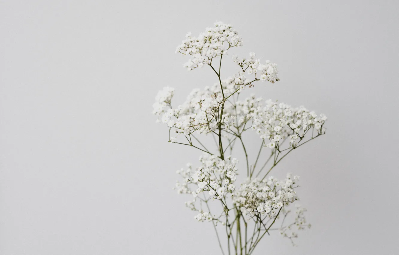 Photo wallpaper flowers, background, white