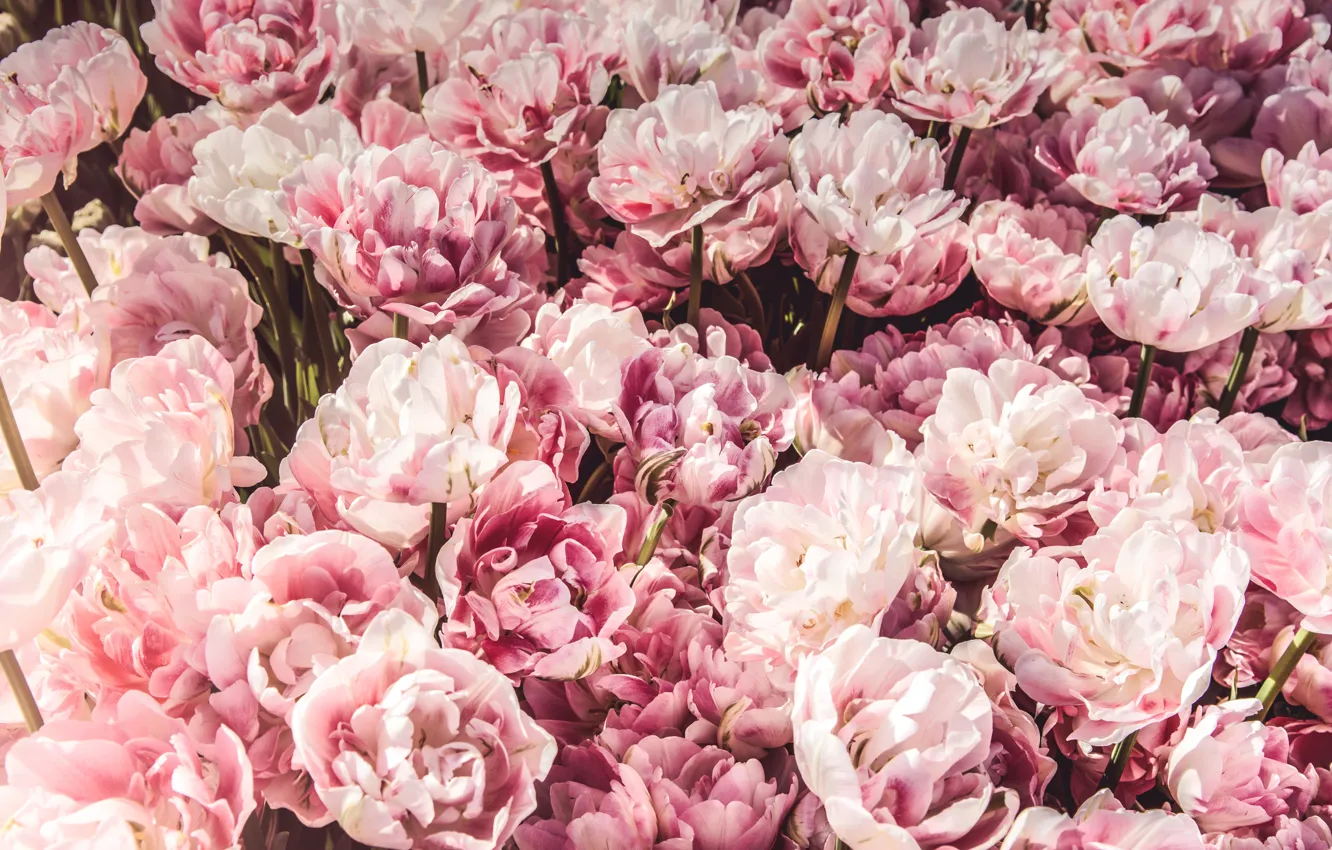 Photo wallpaper flowers, pink, buds, a lot