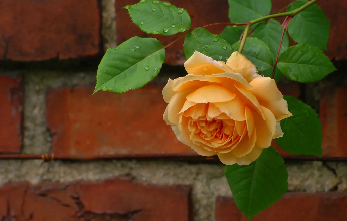 Photo wallpaper leaves, drops, macro, flowers, orange, branches, yellow, wall