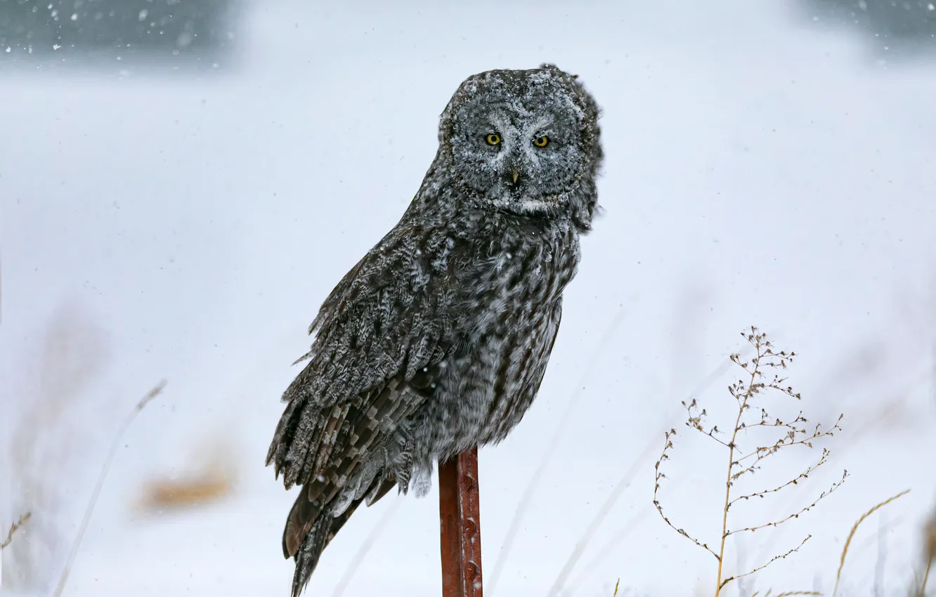 Photo wallpaper winter, look, snow, branches, nature, grey, owl, bird