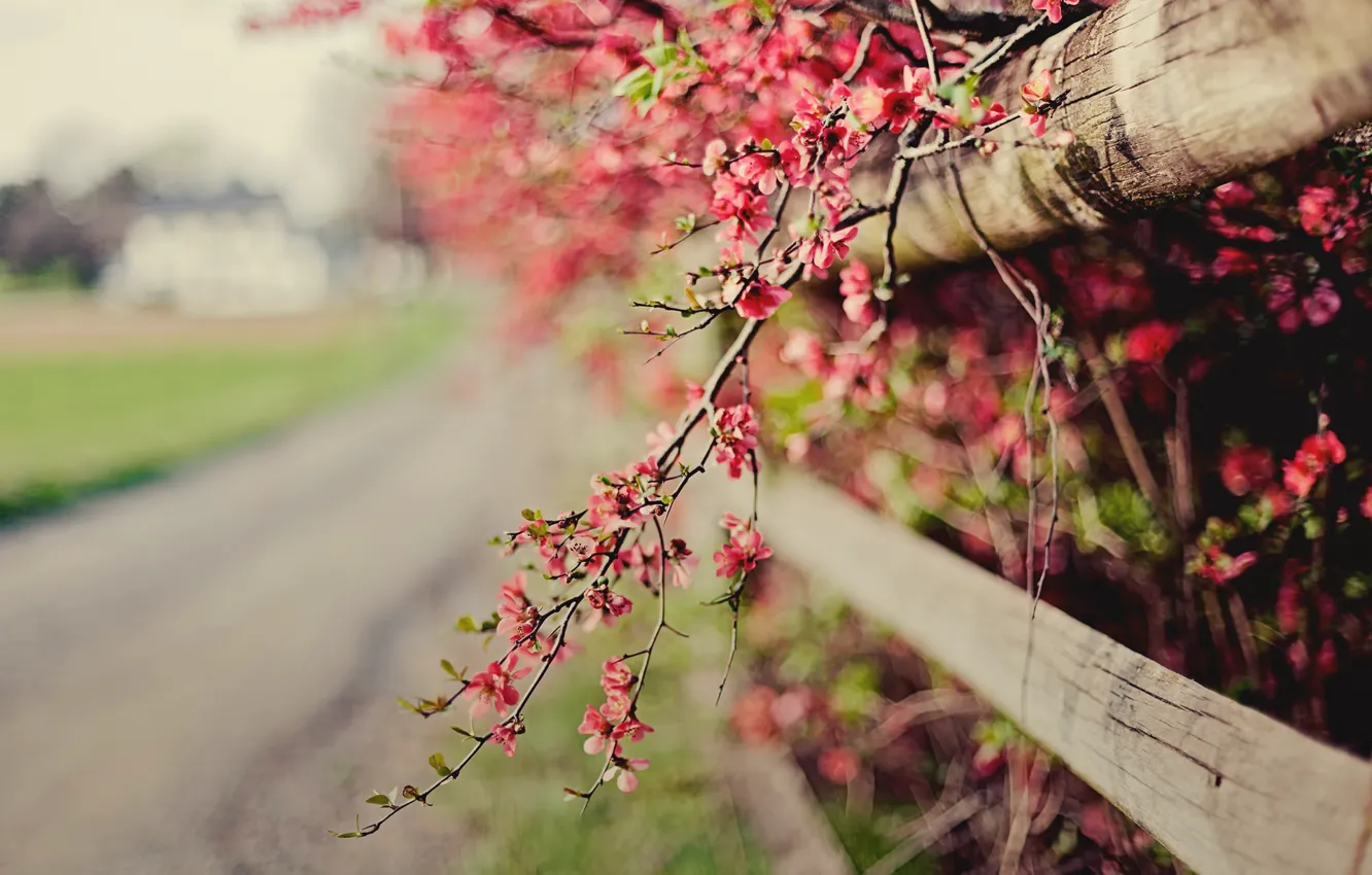 Photo wallpaper flowers, nature, sprig, pink, the fence, focus, spring, fence