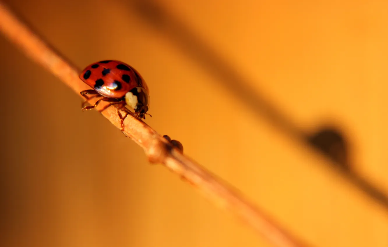 Photo wallpaper nature, shadow, ladybug