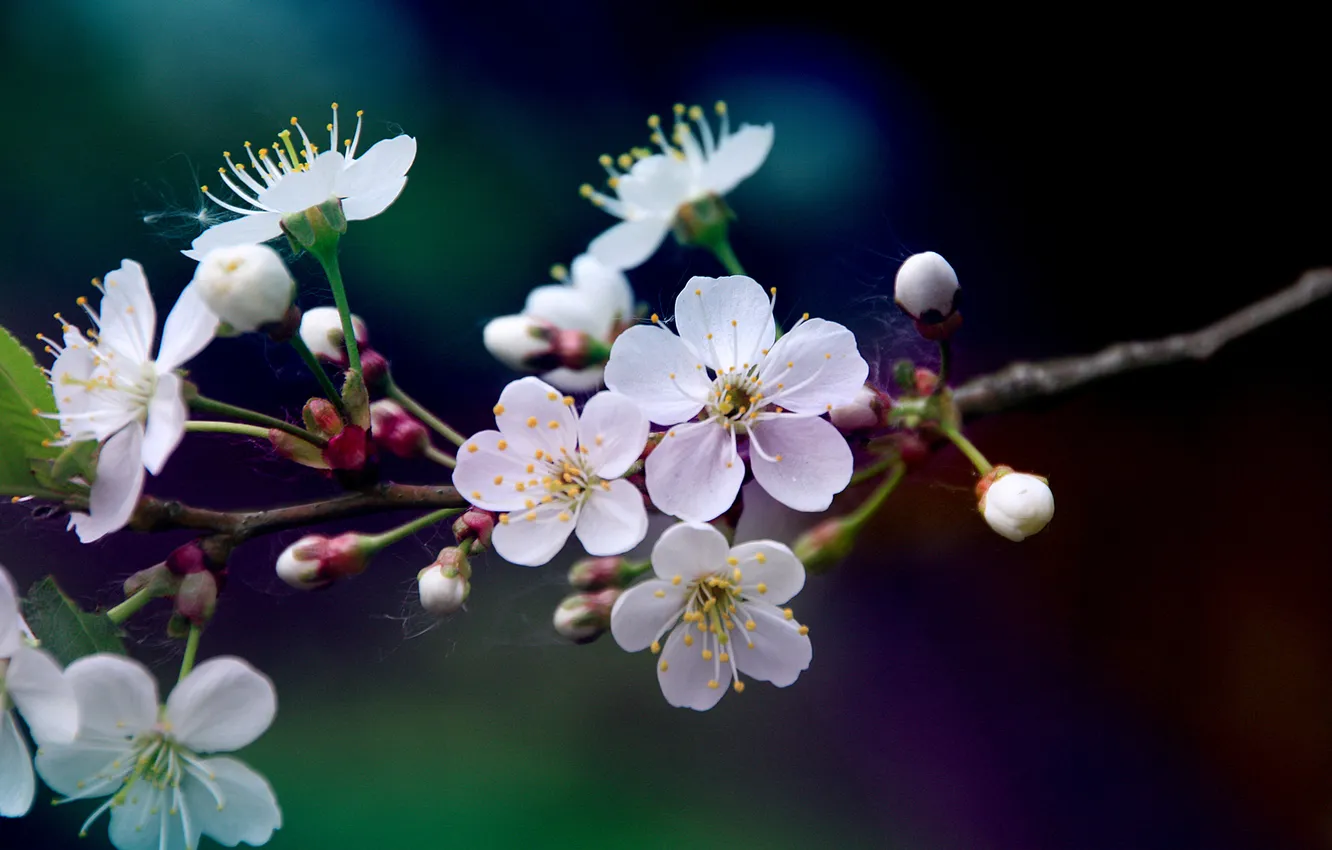 Photo wallpaper color, macro, flowers, cherry, branch, spring, petals, blur