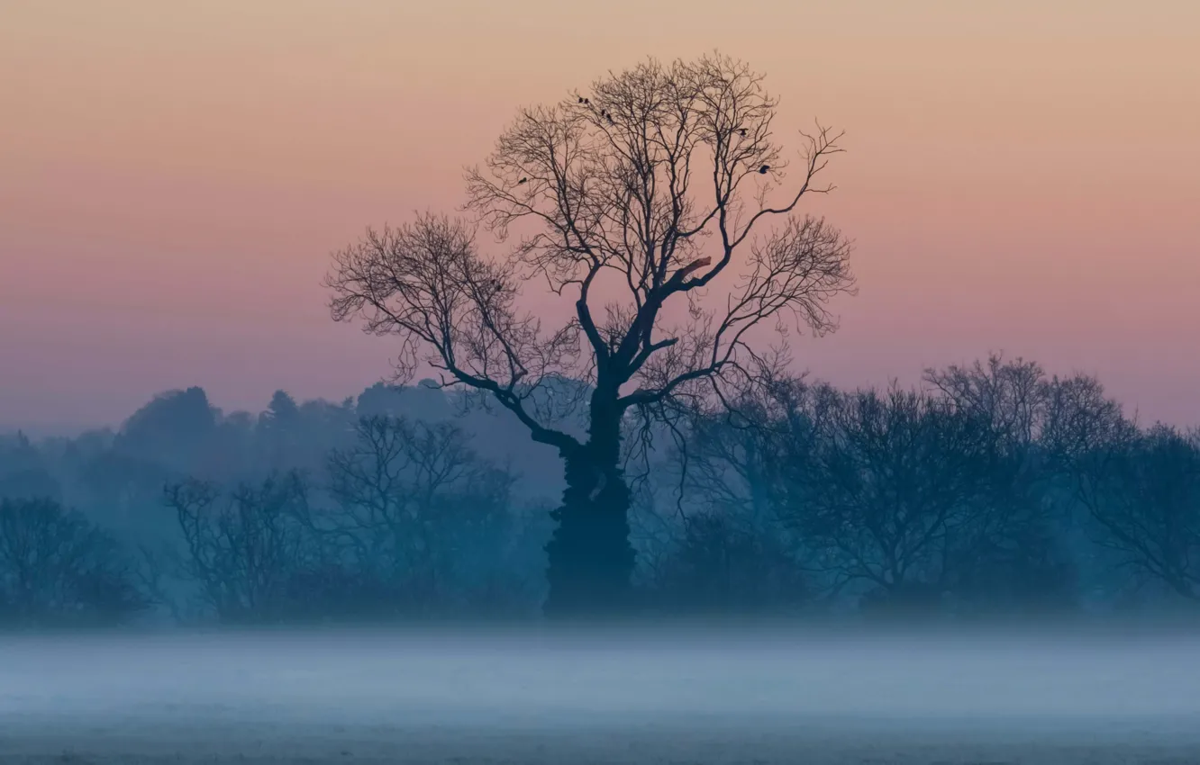 Photo wallpaper fog, tree, England, Surrey